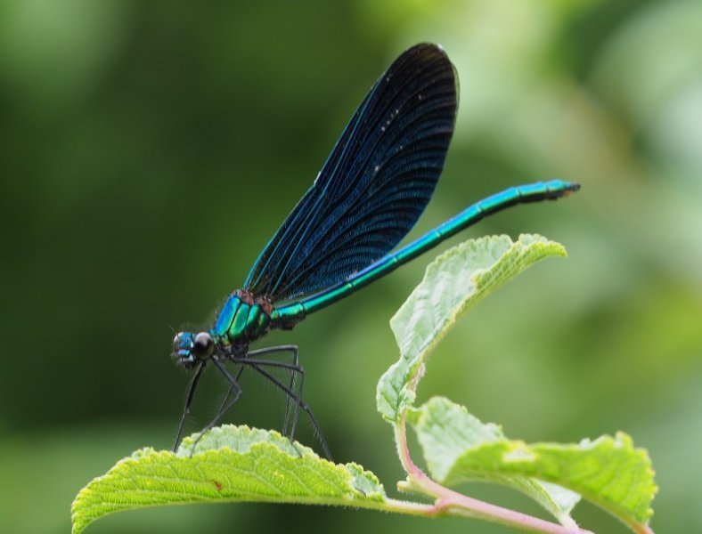 Beautiful Demoselle.jpg