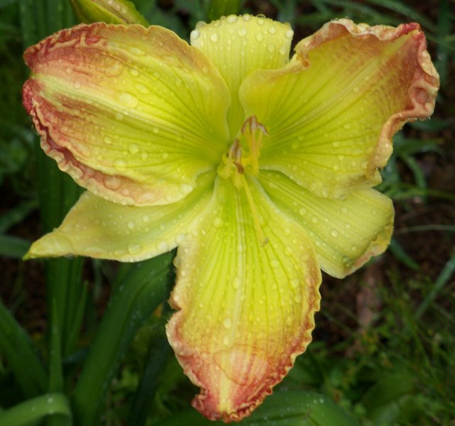 Beautiful Edgings X Feminine Fingers.JPG