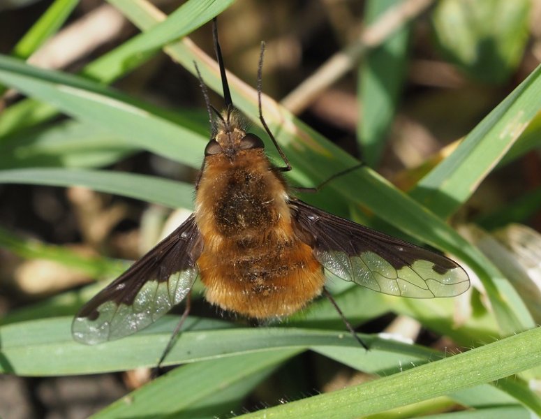 Bee fly1.jpg