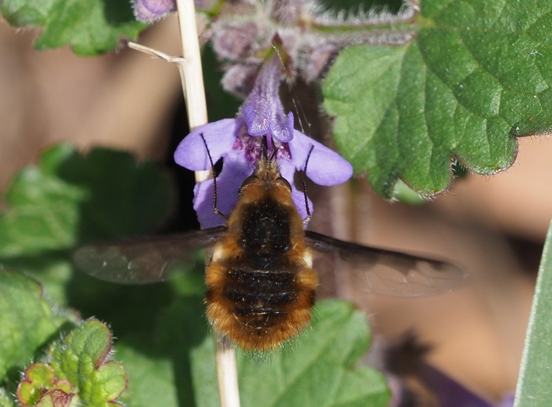 Bee fly2.jpg