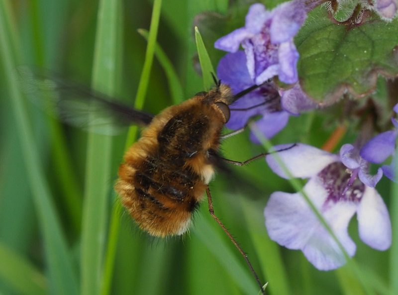 Bee fly3.jpg
