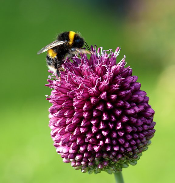 Bee-on-Allium.jpg