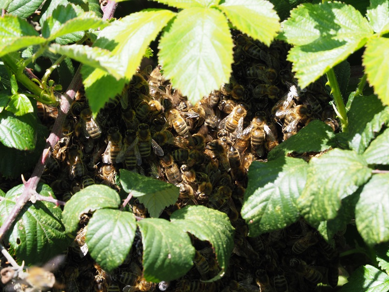 bee swarm.jpg