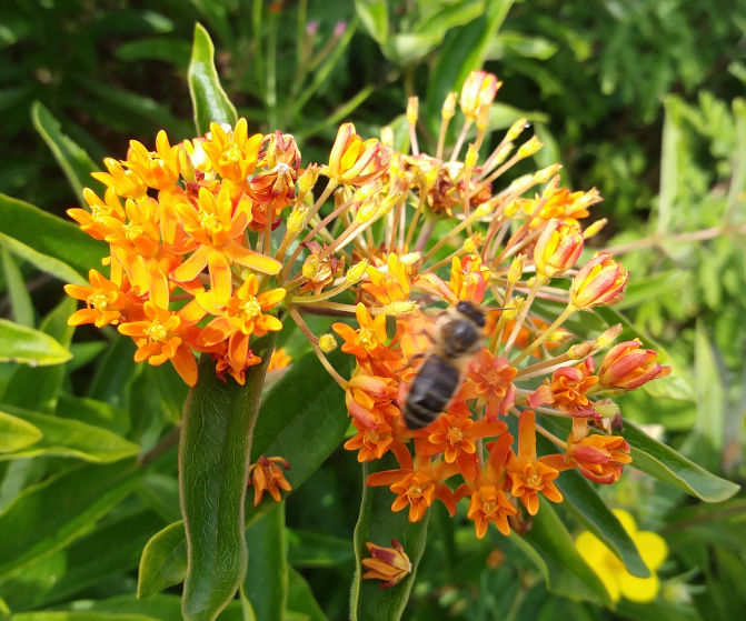 BeeAsclepias1.jpg