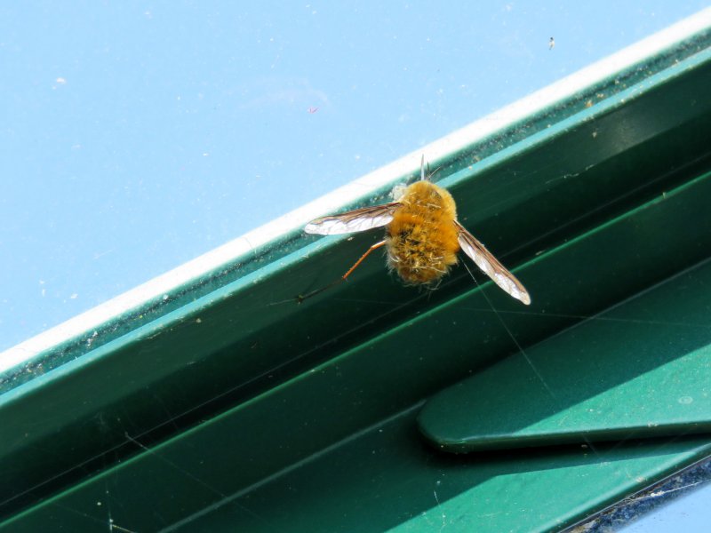 beefly 1.JPG