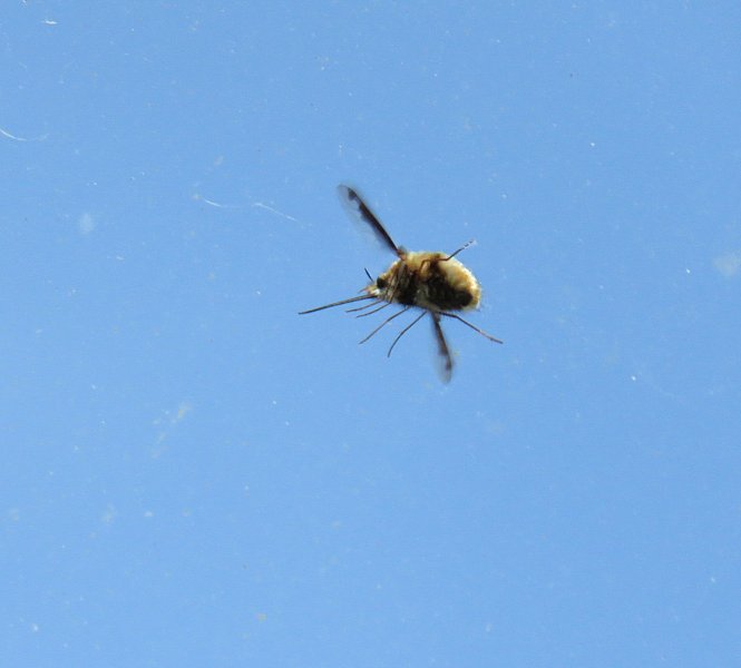 beefly 3.jpg
