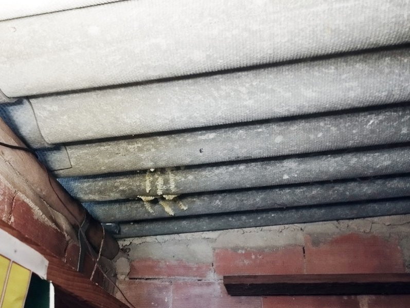 Bees Gone 27 Mar 24(2).jpg