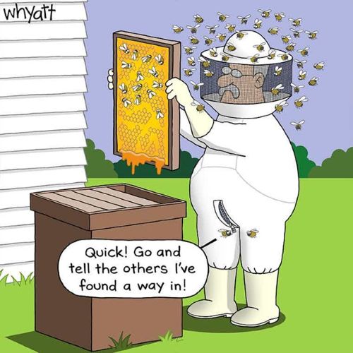 Bees.jpg