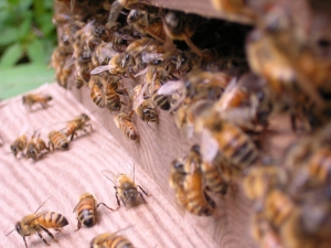 bees on landing board 2014.jpg
