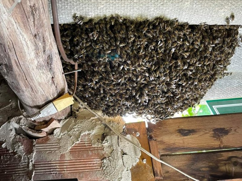 Bees Two4 Apr 24.jpg