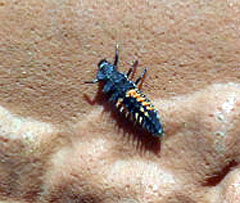 Beetle-1.jpg