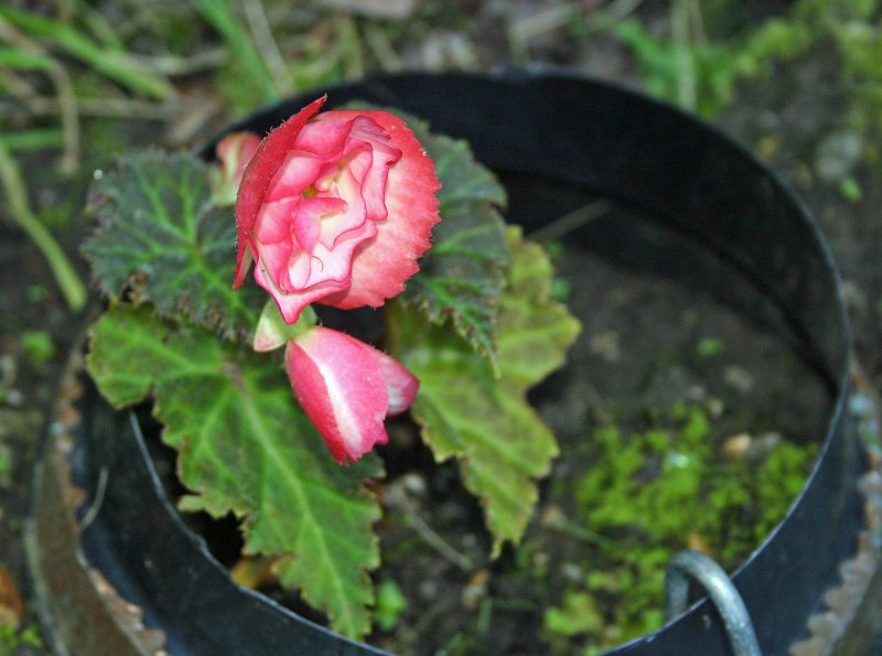 Begonia 10.aug.2017.jpg