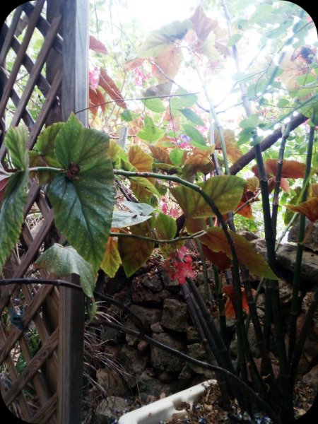 Begonia 13 Sep 21.jpg