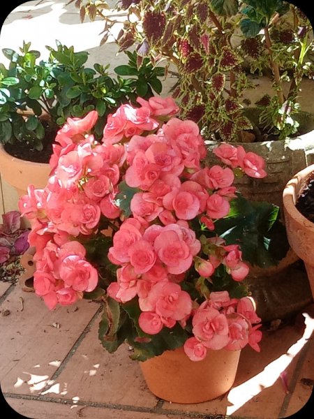 Begonia 25 May 24.jpg