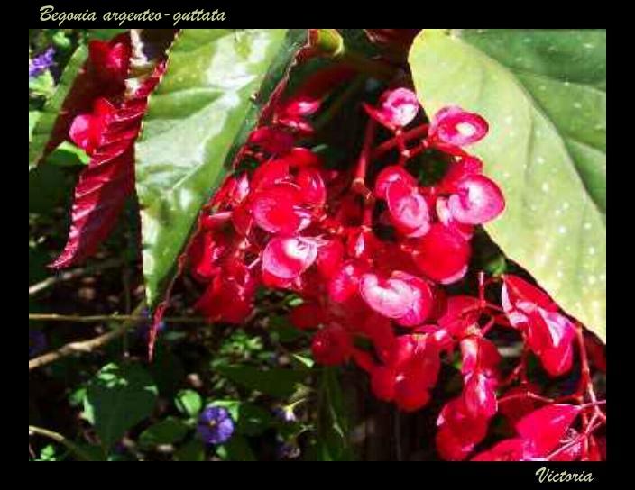 Begonia argenteo-guttata.jpg