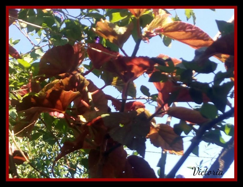 Begonia Cane 23 Feb 20.jpg