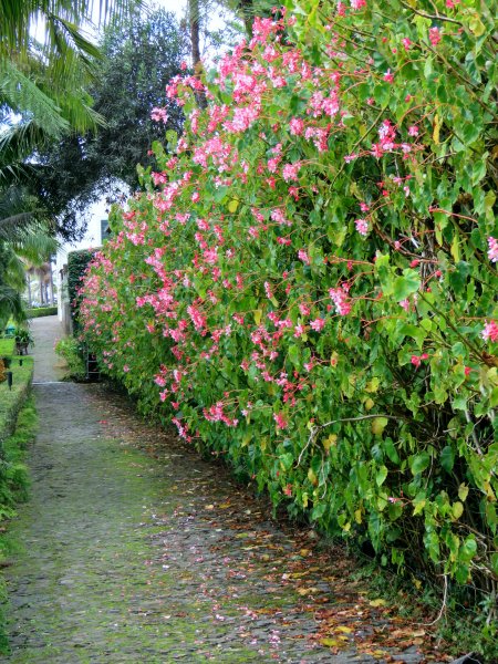 BEGONIA HEDGE.JPG