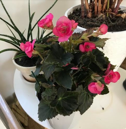 begonia.jpg