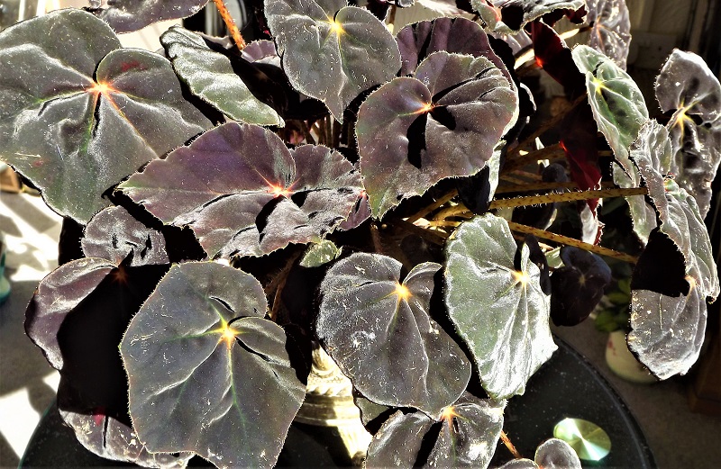 Begonia Rex 'Black Mamba'.jpg