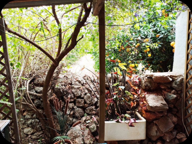 Begonia2 20 May 24.jpg