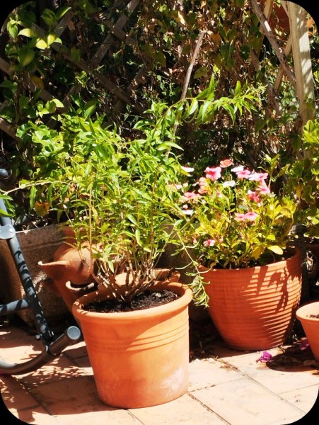 Bela Luisa 20 Aug 25.jpg