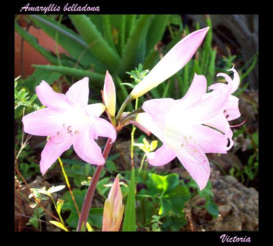 Belladona Sep 08.jpg