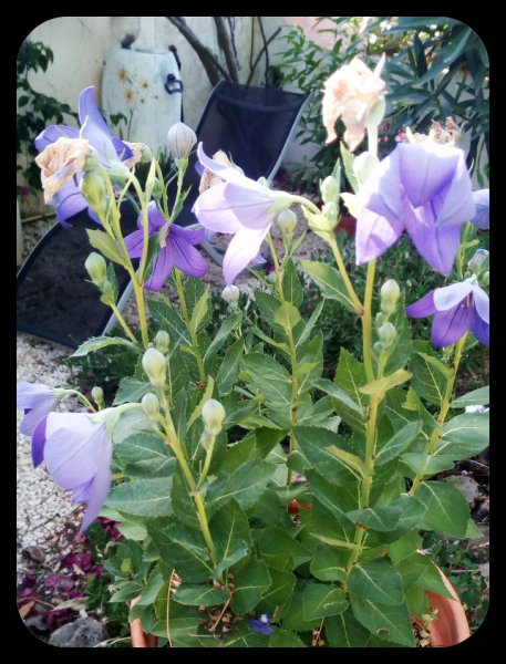 Bellflower 10 Jun.jpg