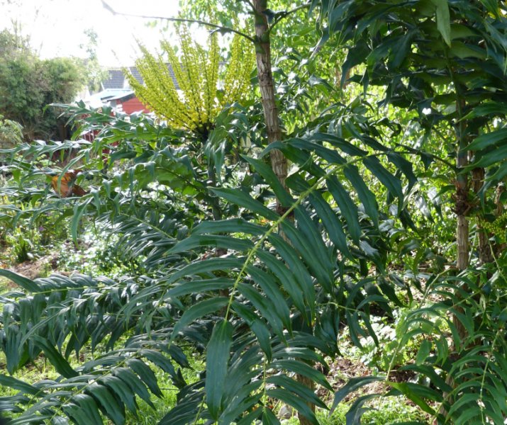 Berberis oiwakensis lomarifolia 1.JPG