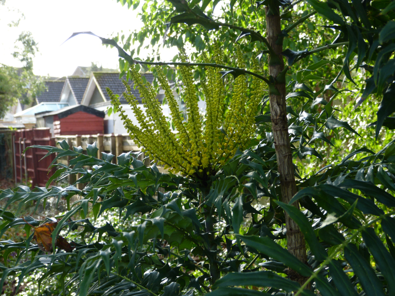 Berberis oiwakensis lomarifolia.JPG
