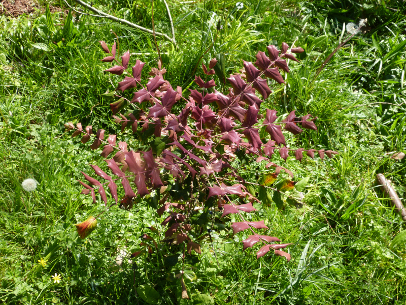 Berberis sheridaniana Ogisu 93033 .JPG