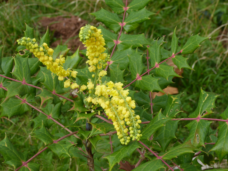 Berberis sheridiana Ogisu 93033 .JPG