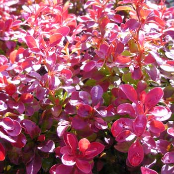 berberis-thunbergii-admiration_-pot-size-3l-lis-17446-p.jpg