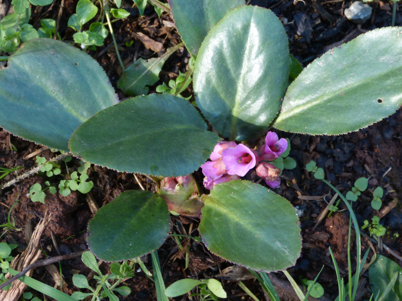 Bergenia Little Irish Orphan.JPG