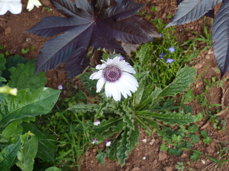 Berkheya purpuea.JPG