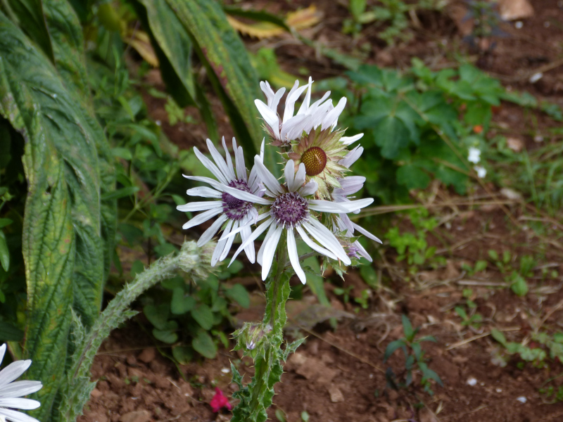 Berkheya purpurea.JPG