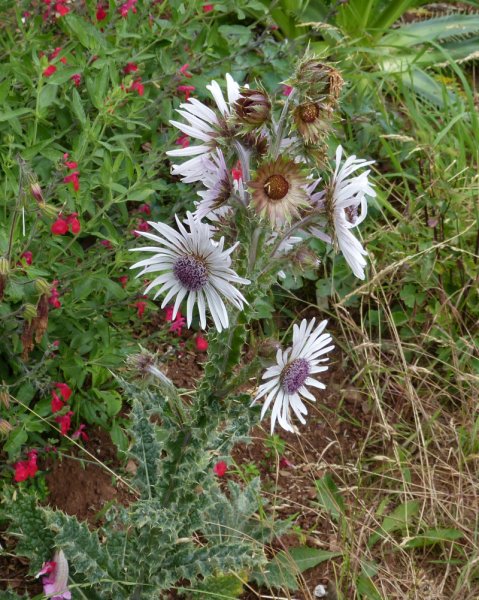 Berkheya purpurea.jpg