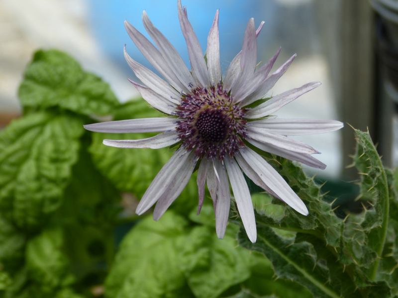 Berkheya purpurea.JPG