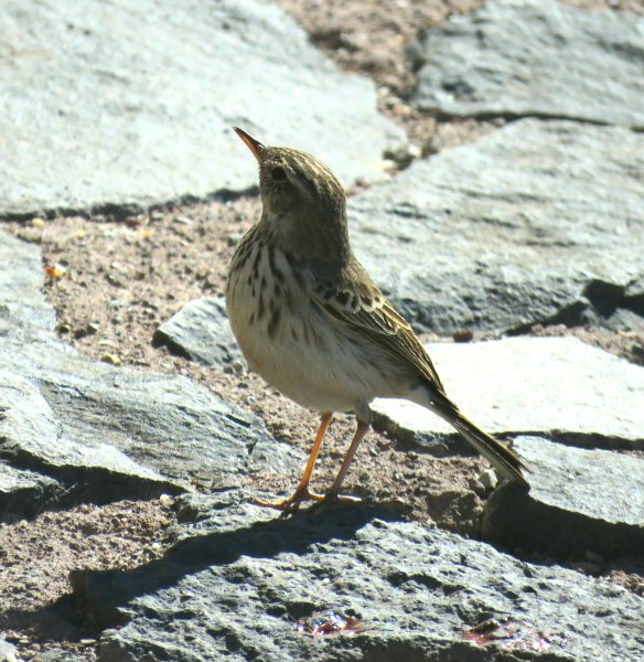 Berthelots Pipit 1.JPG