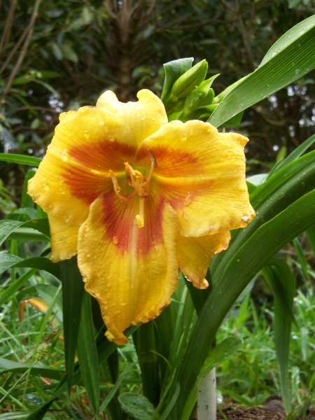 Better Lucky Than Good x Hippie Crash Pad.JPG