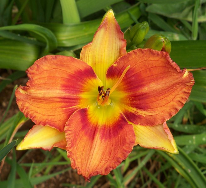 Better Lucky Than Good x Hippie Crash Pad.JPG