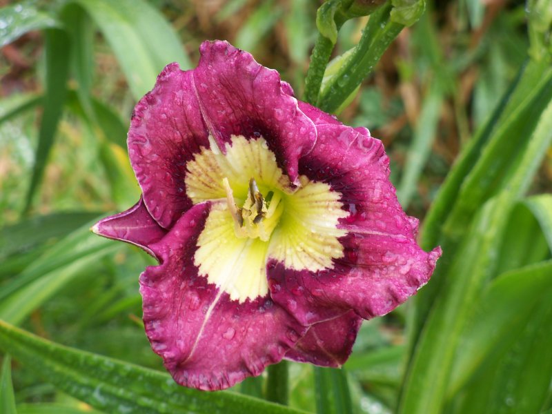 Better Lucky Than Good x Ice Cream Emperor.JPG