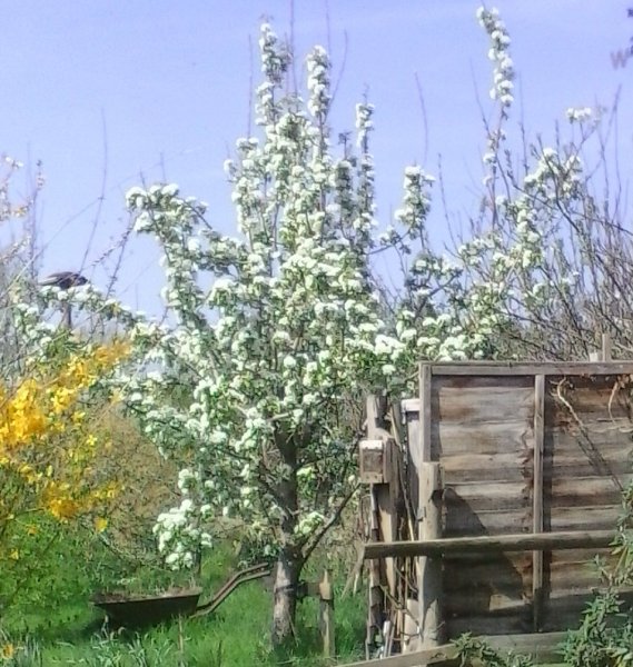 Beurre Hardy pear.jpg