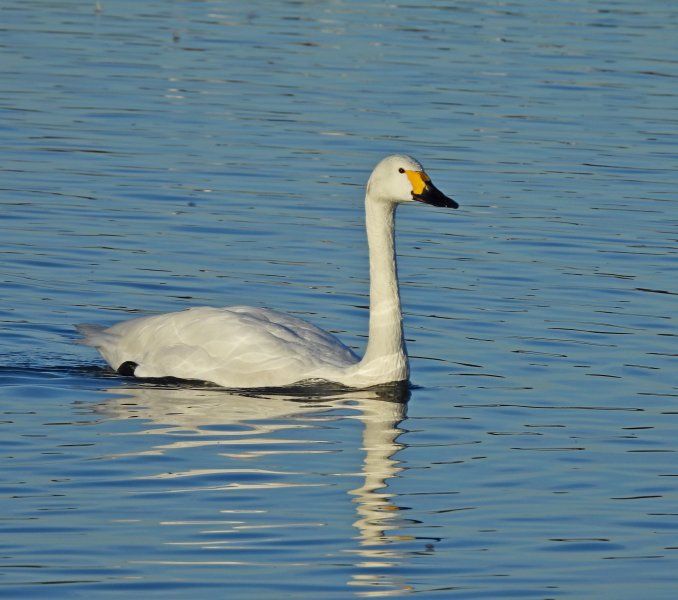 bewick Swan.JPG