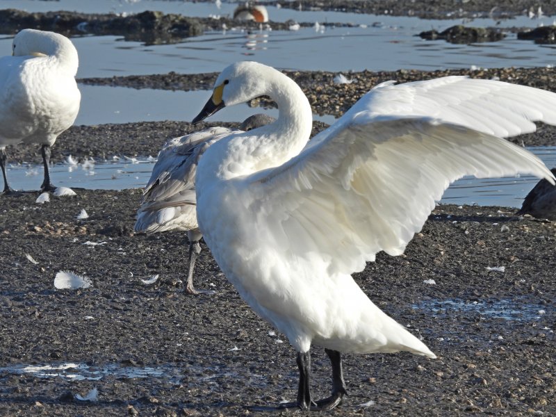 Bewick Swans - Slimbridge (12).JPG