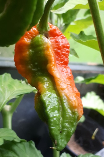bhut jolokia.jpg