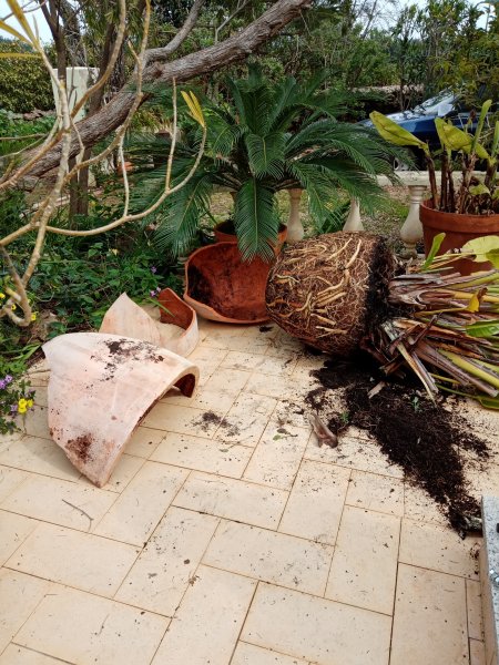 Big BoP Broken Pot.jpg