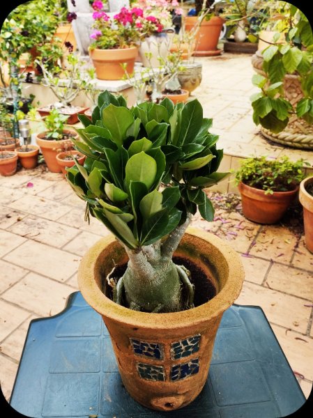 Big Boy n 8 May 25.jpg