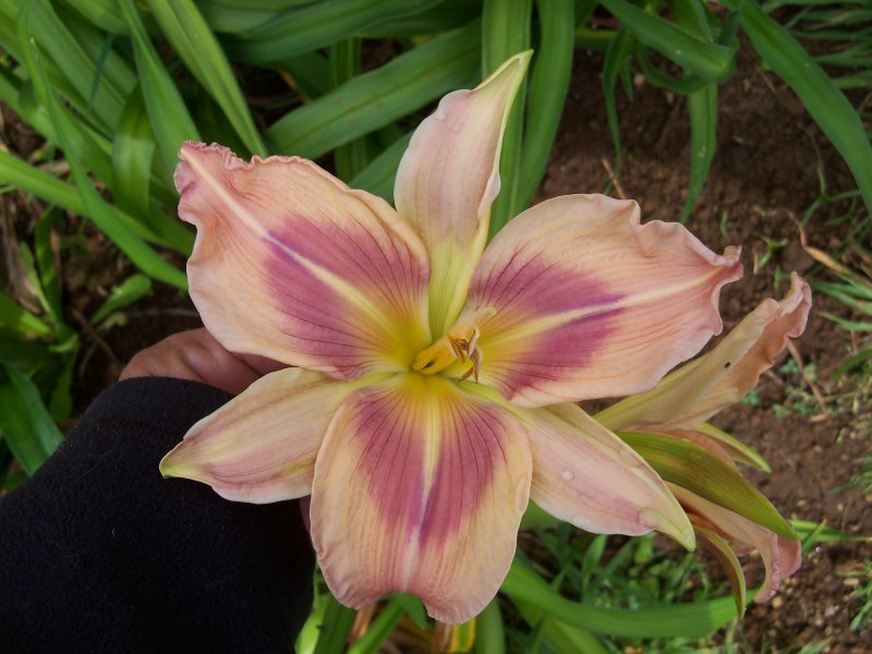 Big Kiss x Creative Design.JPG