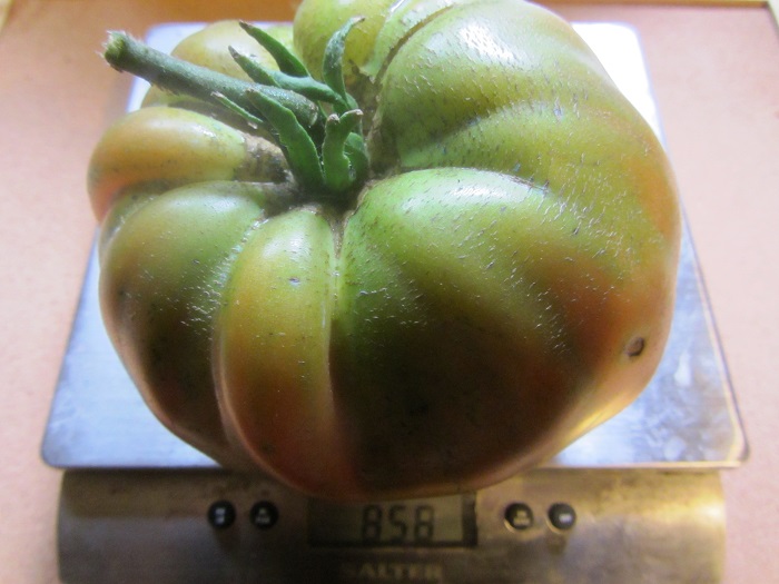 biggest tom grammes 2013.jpg