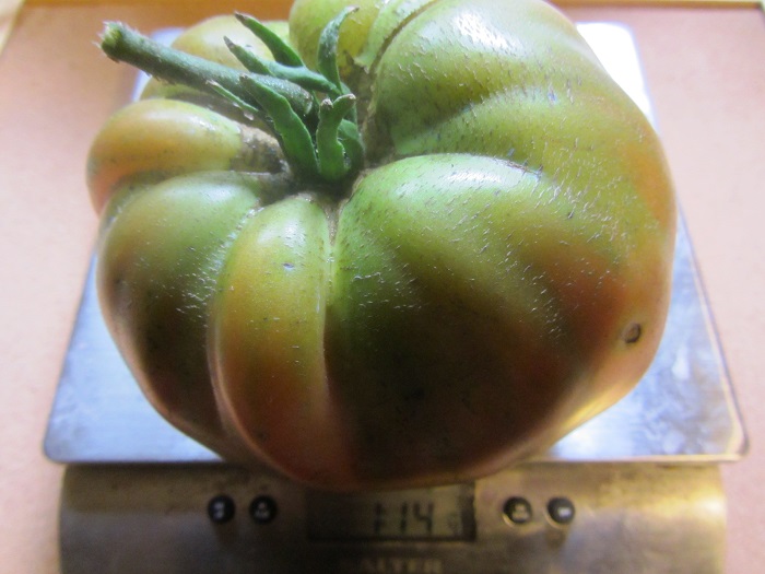 biggest tom pounds 2013.jpg